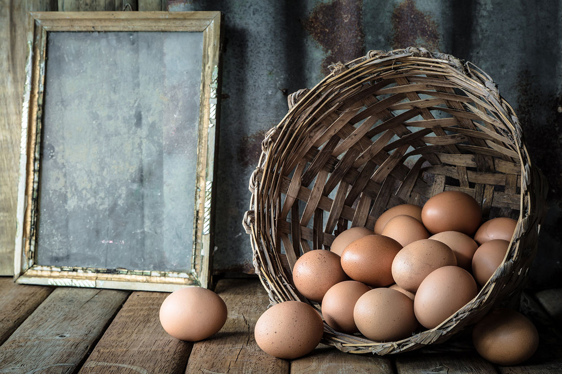 WHY FREE-RANGE EGGS?